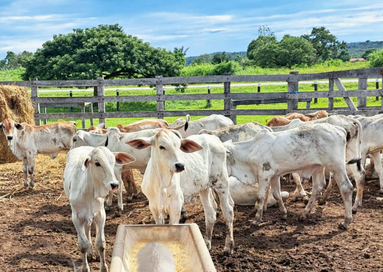 Fosfato bicalcio en la alimentación del ganado bovino: importancia y beneficios para la salud animal